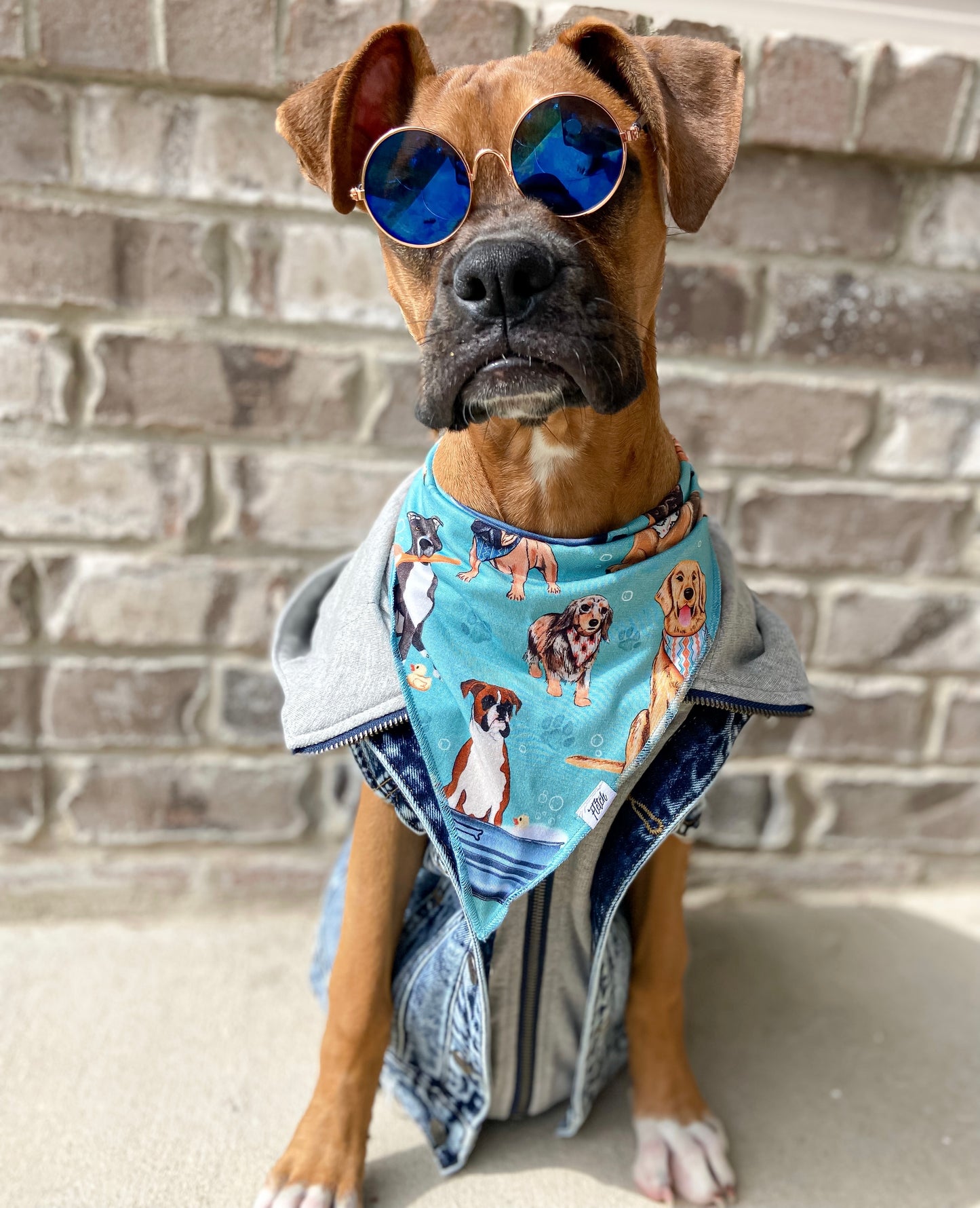 Scruffy To Fluffy Dog Bandana
