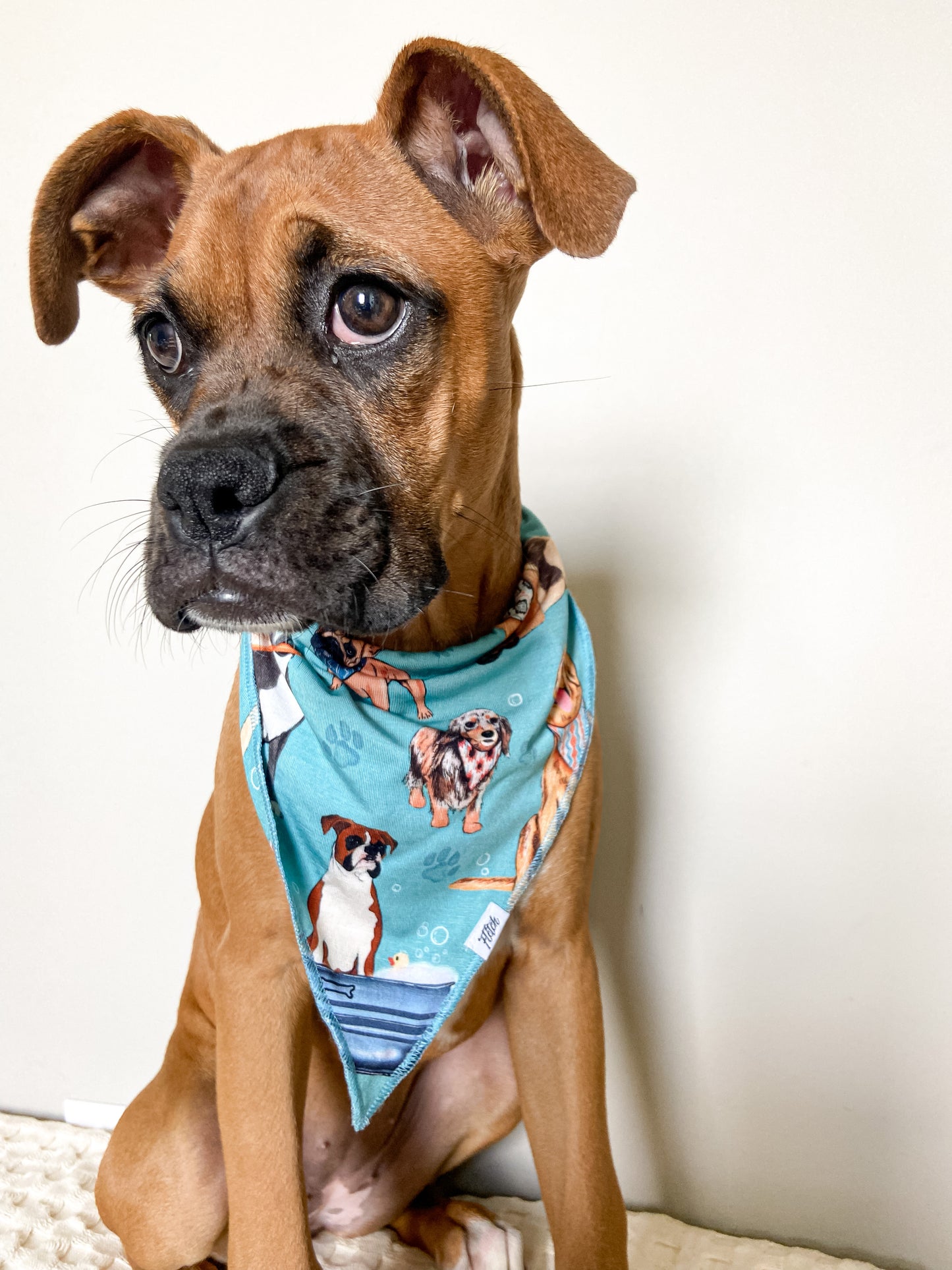 Scruffy To Fluffy Dog Bandana